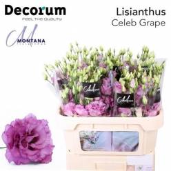 Lisiantus Hol. Celebr Grape 70cm 55gr "T10"