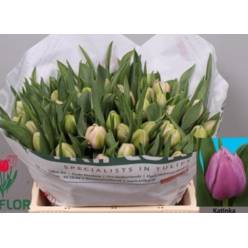 Tulipan Hol. Katinka  35cm Fuc.