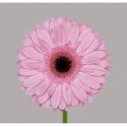 Gerbera Hol. Pre-semmy Rs. "T25" (7 Dias - 2)