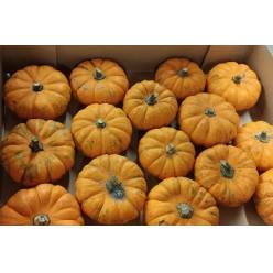 Calabazas Jack Be Little �6-8cm