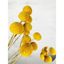 Craspedia Seca Natural 60cm (10 Tallos)