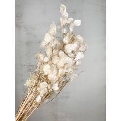 Lunaria Seco Natural 95cm