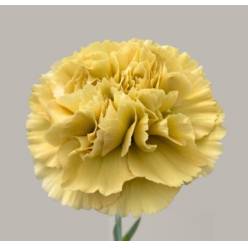 Clavel Hol. 65cm Mustard x10