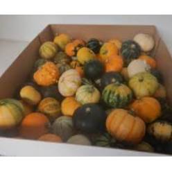 Calabazas Mixt. Pepo �5-7cm