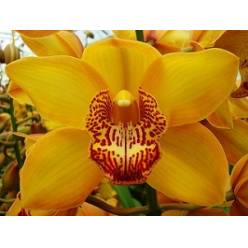 Cymbidium x6 Esther 80cm Ama. Ocre (7 Dias - 2)