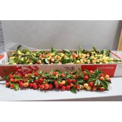 Malus Manzanitas Red Sentinel 90cm "CC6"