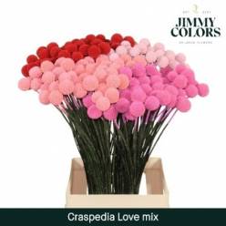Craspedia Pintada Rosa 70cm "x50 Tallos"
