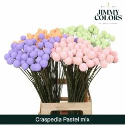 Craspedia Pintada Malva Pastel 70cm "x50 Tallos"
