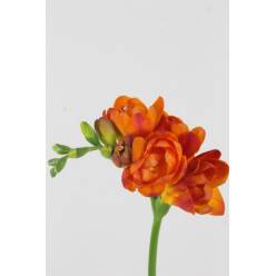 Fresia Hol. Mandarine 50cm "T50"