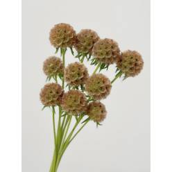 Scabiosa Stellata 70cm "T30"