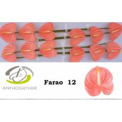 Anthurium Hol. Farao x12