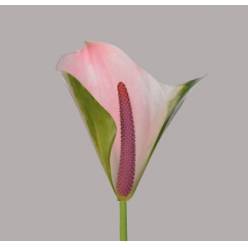 Anthurium Hol. Alero �11  "CC16"