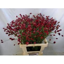 Sanguisorba Officinalis Arnhem 100cm "T25"