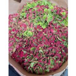 Hortensia Hol. Amethyst Classic 60cm 12/15 Bic.