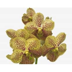 Vanda Banana Spot x16