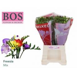 Fresia Hol. Mixta 50cm 18gr "T50"