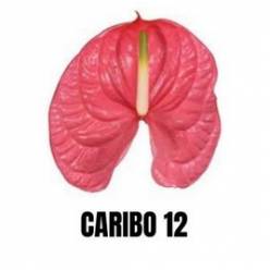 Anthurium Hol. Caribo Rs. 11  "CC16"