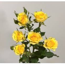 Ramificada Daylight 50cm Am