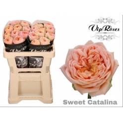 Rosa Hol. Sweet catalina+ 50cm