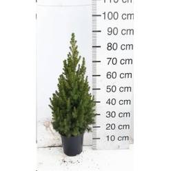 P. Arbol Picea Gl Conica 21/90cm