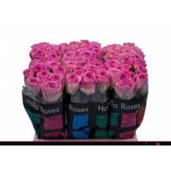 Rosa Hol. Aqua 40cm x10 " Holla Roses" (7 Dias - 2)