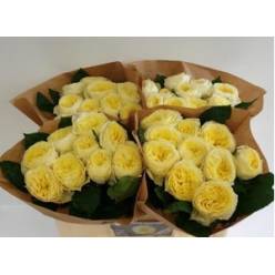 Rosa Hol. W.Cream Vuvuzela 50cm x10 Cr. (7 Dias - 2)