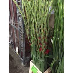 Gladiolo Nac. Rojo 140cm (7 Dias - 2)
