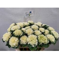 Brassica Hol. Crane Ruffle White 60cm