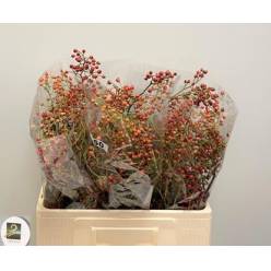 Rosal Corallo Fruta 50cm