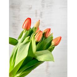 Tulipan Hol. Ad Rem 40cm Nj. (7 Dias - 2)