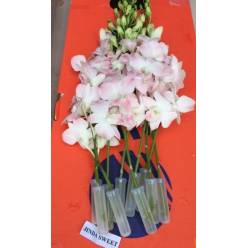 Dendro Jinda Sweet 50cm (7 Dias - 2)