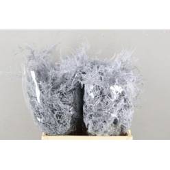 Esparraguera Pintada Blanca 60cm "T50"