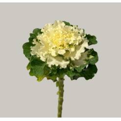 Brassica Hol. Crane Ruffle White 70cm