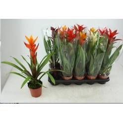 P. Guzmania Mixta 5 Srt 12/55cm x10