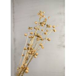 Calicarpa Tintado Oro 50cm (x10 Tallos)