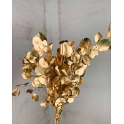 Eucaliptus Populus Preservado Tintado Oro 45cm (x10 Tallos)