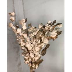 Eucaliptus Populus Preservado Tintado Cobre 45cm (x10 Tallos)