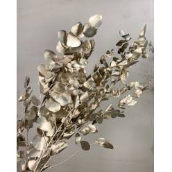 Eucaliptus Cinerea Preservado Tintado Champan 45cm (x10 Tallos)