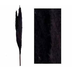 Plumas Pampa Jaxx Nature Seco Negro 65-75cm (6 Tallos)