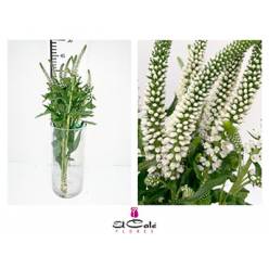 Veronica Smart Caya 60cm "T25" Bl.