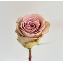 Rosa Ecu. Amnesia 50cm (7 Dias - 2)