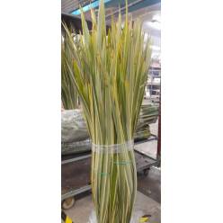 Phornio Nac. 135cm x10 Tallos