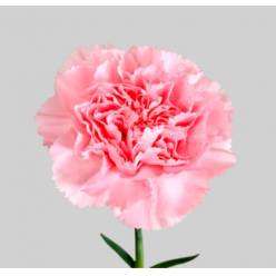 Clavel Nac. 55cm Rosa