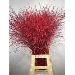 Siergras Overig Pintado Rojo 95cm "T50"