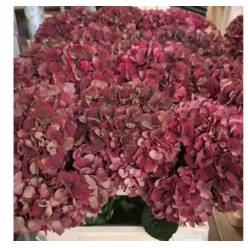 Hortensia Hol. Rubyred Classic 70cm 18/20