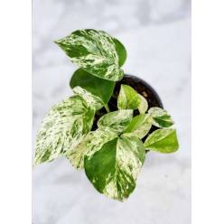P. Pothos Marble Queen 12/15cm x10