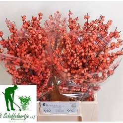 Ilex Ve Oudji Orange 45cm