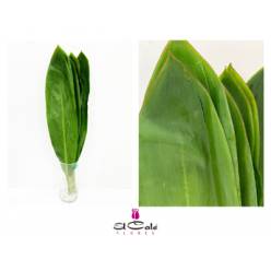 Cordeline 80cm (7 Dias - 2)