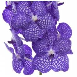 Vanda China Blue x16 (7 Dias - 2)