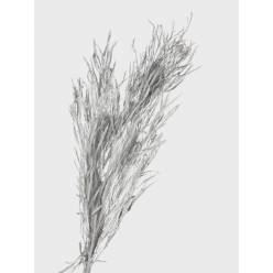 Grevillea Pintada Blanco 75cm 200gr